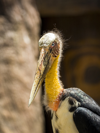 Image of a Lesser adjutant stork. wild animals.の写真素材