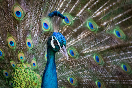 Image of a peacock showing its beautiful feathers. wild animals.の写真素材