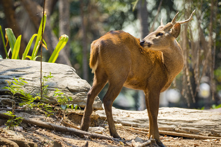 Image of a deer on nature background. wild animals.の写真素材