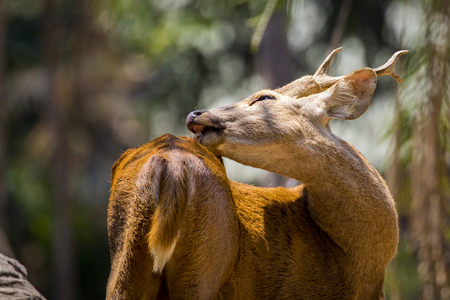 Image of a deer on nature background. wild animals.の写真素材