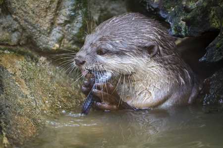 Image of an otters feeding on the water. Wild Animals.の写真素材