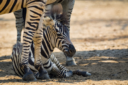 Image of an zebra baby on ground. wild animals.の写真素材