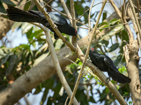 Image of asian koel bird (Eudynamys scolopaceus) male, on the branch on natural background.