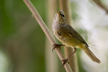 Image of bird (Common Tailorbird) on the branch on natural background.