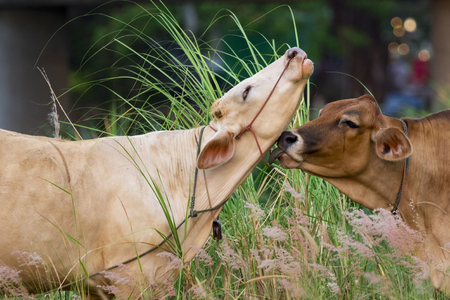 Image of brown cow on nature background. Farm Animal.の写真素材