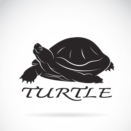Vector of a turtle on white layout.のイラスト素材