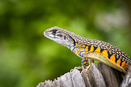 Image of Butterfly Agama Lizard (Leiolepis Cuvier) on nature background. . Reptile Animalの写真素材
