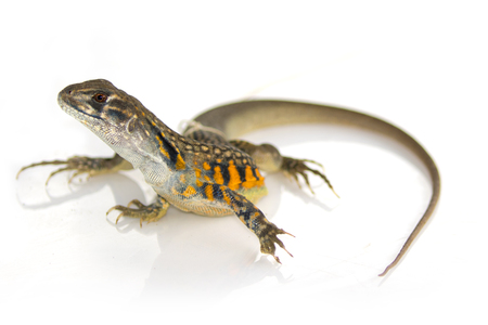 Image of Butterfly Agama Lizard (Leiolepis Cuvier) on white background. Reptile Animalの写真素材