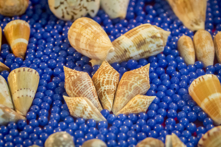 Image of Seashell collection.  Many different shells.