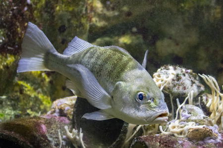 Image of fish in the water.