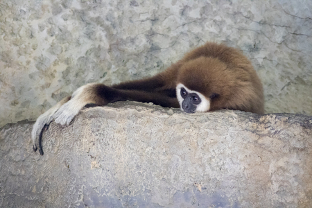 Image of common gibbon (White-handed gibbon) on nature background. Wild Animals.の写真素材