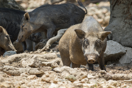 Image of boar on natural background. Wild Animals.の写真素材