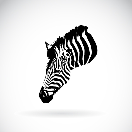 Vector of an zebra head on white background. Wild Animals.のイラスト素材