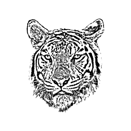 Vector of a tiger face on white background. Wild Animals.のイラスト素材
