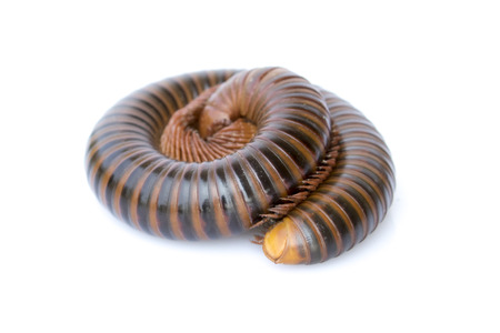 Image of a millipede on white background. Reptile Animal.の写真素材