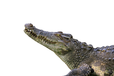 Image of a crocodile  on white background. Reptile Animals.の写真素材