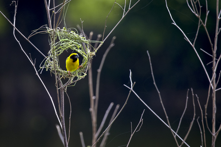 Stock Photo - Image of bird nest and Asian golden weaver (Ploceus hypoxanthus) on nature background.の写真素材
