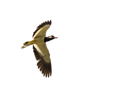 Image of bird flying on white background. Wild Animals. Red-wattled lapwing bird (Vanellus indicus)の写真素材