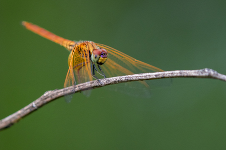Image of dragonfly perched on a tree branch on nature background. Insect Animals.の写真素材