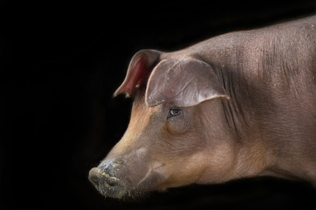 Image of a pig on a black background. Farm Ainmal