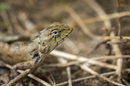 Image of chameleon on nature background. Reptileの写真素材