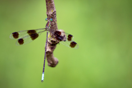 Image of a dragonfly on nature background. Insect Animal