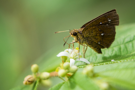 Image of brown butterfly on the leaf on nature background. Insect Animalの写真素材