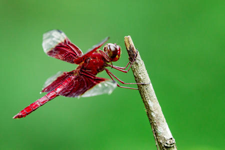 Image of a red dragonflies (Camacinia gigantea) on nature background. Insect Animalの写真素材