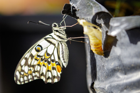 Image of The Lime Butterfly on nature background. Insect Animal (Papilio demoleus malayanus Wallace, 1865)の写真素材