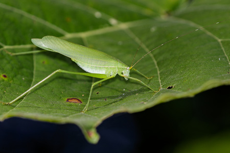 Image of a grasshoppers on green leaves. Insect Animal (Dark Tympanal Katydid., Holochlora nigrotympana)の写真素材