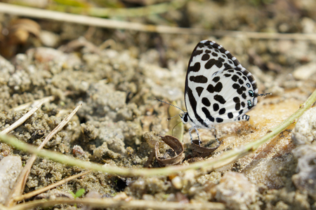 Image of common pierrot butterfly on the ground. Insect Animal (Castalius rosimon rosimon Fabricius, 1775)の写真素材