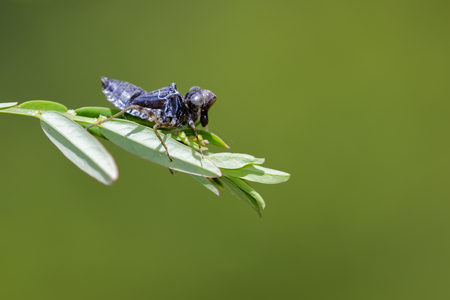 Image of dragonfly larva dried on green leaves. Insect Animalの写真素材