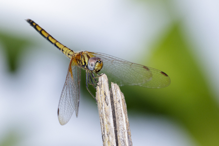 Image of crimson dropwing dragonfly (female)(Trithemis aurora) on nature background. Insect Animal.の写真素材
