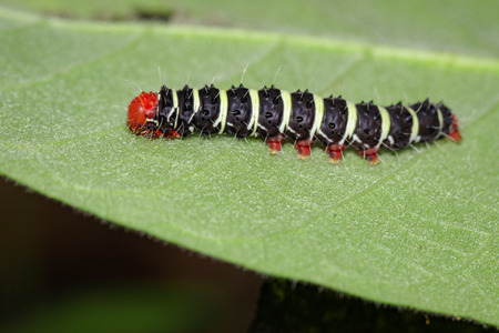 Image of a caterpillar bug on green leaves. Insect Animalの写真素材