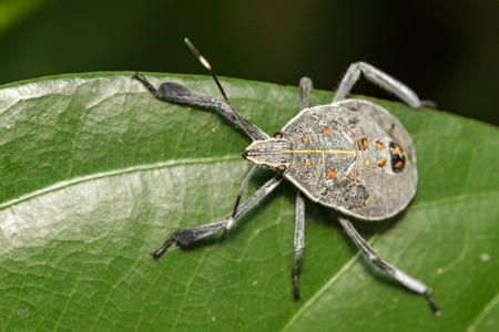 Image of Hemiptera bug on green leaves. Insect Animalの写真素材