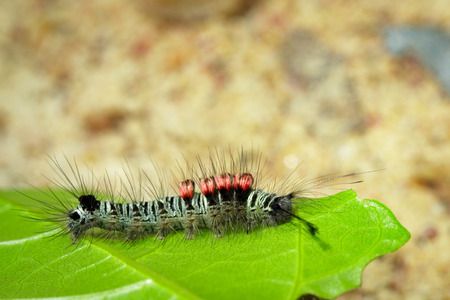 Image of a caterpillar bug on green leaves. Insect Animal