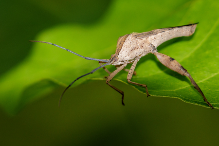 Image of a Leaf-footed bugs on green leaves. Insect Animalの写真素材