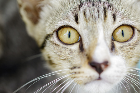 Image of a lovely cat. Pet Animal.の写真素材