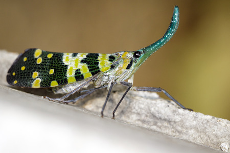 Image of Pyrops viridirostris (Westwood, 1848) on nature background. Insect Animal