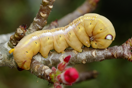 Image of Caterpillar Oleander Hawk-moth (Daphnis nerii) on nature background. Insect Animalの写真素材