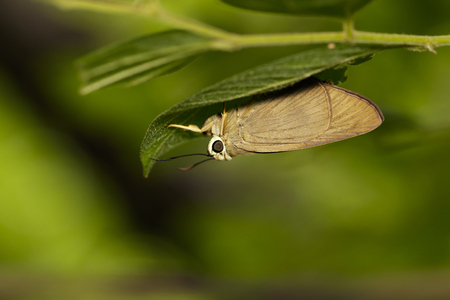Image of The Brown Awl Butterfly (Badamia exclamationis Fabricius,1775) under the green leaf. Insect Animalの写真素材