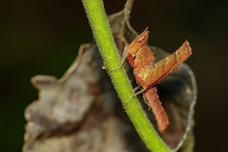 Image of brown grasshopper on green branches. Insect Animal. Caelifera., Acrididaeの写真素材