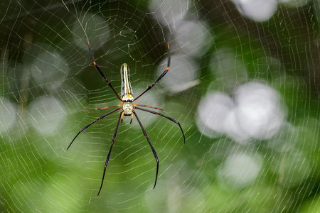 Image of Spider Nephila Maculata, Gaint Long-jawed Orb-weaver (female) in the net. Insect Animalの写真素材