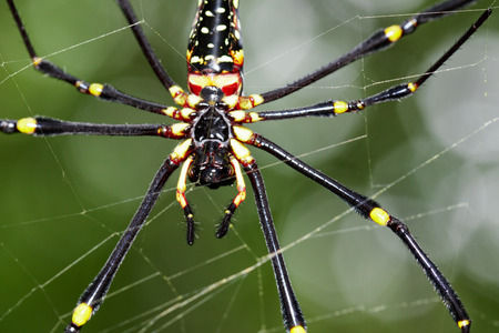 Image of Spider Nephila Maculata, Gaint Long-jawed Orb-weaver (female) in the net. Insect Animalの写真素材