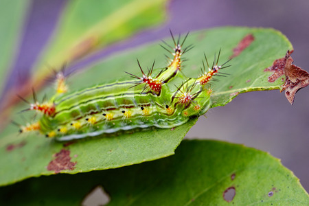 Image of a wattle cup caterpillar on nature background. Insect Animalの写真素材