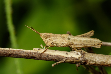 Image of brown grasshopper on dry branches. Insect Animal. Caelifera., Acrididaeの写真素材