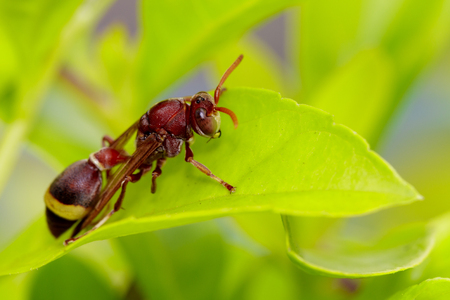 Image of Common Paper Wasp / Ropalidia fasciata on green leaves. Insect Animalの写真素材