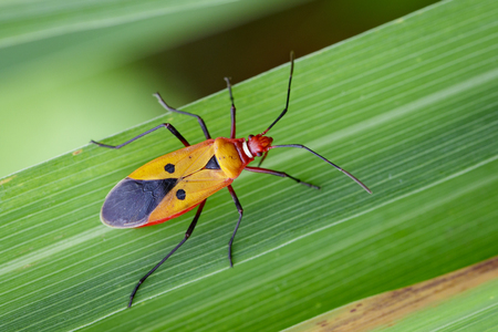 Image of Red Cotton Bug (Dysdercus cingulatus Fabricius) on green leaves. Insect Animalの写真素材