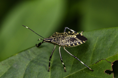 Image of stink bug (Eocanthecona  furcellata) on green leaves. Insect Animal