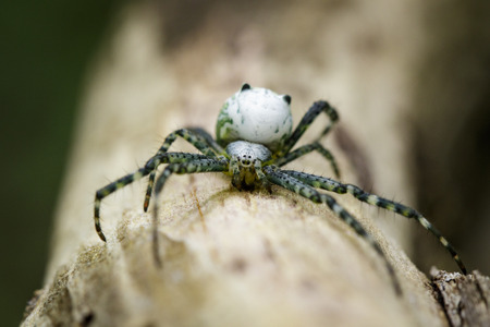 Image of Cyrtophora Moluccensis Spider(Male)(Doleschall, 1857., Tent Spider) on the timber on nature background. Insect Animalの写真素材